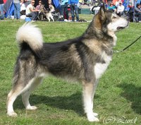 BISS N SE DKUch SE (POLAR)CH Trap Line Nimble Paw Noah WTD WTDA WTDX (2006 - 2019)